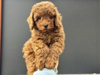 Yasal işletmeden ziyarete açık safkan toy poodle