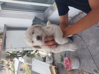 Golden retriever bebek