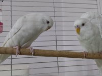 Damızlık kırmızı göz saf kan albino muhabbet kuşu