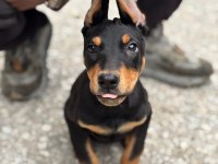 Doberman show class 