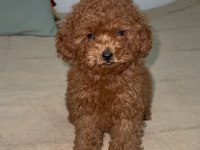 Anne 2700 baba 210 kg orjinal toy poodle kore kan