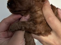 Dark brown anne altından toy poodle Kore kan