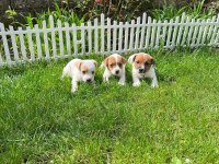 Jack russell minnikler