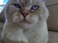 3.5 yaşında scottish fold