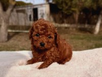 Kore kan erkek poodle bebeklerimiz
