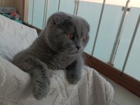 Scottish Fold 7 aylık oğlumuz yeni evini arıyor