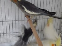 Yeni yeme düşmüş sultan papağanları