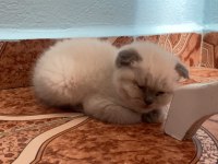 50 günlük kırık kulak blue point