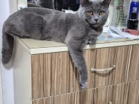 BRİTİSH KEDİMİZ UYSAL
