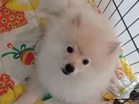 4 aylık pomeranian boo