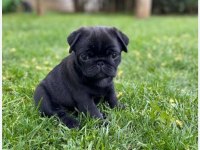 Neşeli enerjik sevimli pug