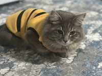 Kedimi sahiplendirmek istiyorum tüm her şeyi ücretsiz