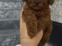 Orjinal Poodle Yavrular