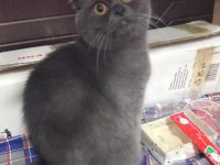 Scottish fold dişi