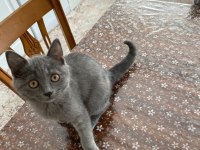british shorthair 3 aylık sahibinden