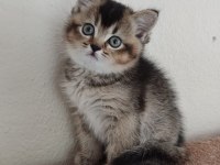 British shorthair blackgolden dişi