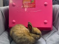 Cüce Netherland Dwarf Tavşan
