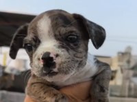 FRENCH BULLDOG YAVRULAR