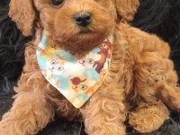 Red Toy Poodle Erkek
