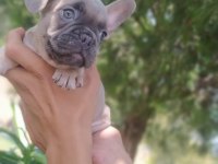 BLUE FAWN FRENCH BULLDOG