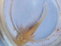 axolotl yavrularım