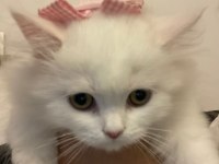 British shorthair 2 aylık dişi yavru