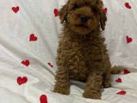 2 aylık erkek aşılı kimlikli toy poodle bebekler
