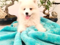 Tr 1 adayı ödüllü babadan ayı yavrusu samoyed