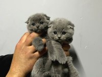 Yavru Scottish Fold Kedimiz