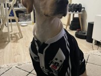 4 yaşında Dişi Labrador Köpeği