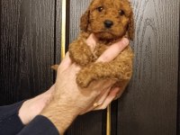 KIVIR KIVIR TOY POODLE