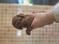 Kore Erkek Poodle