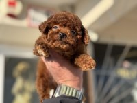 Petmode köpek çiftliğinden tea cup kore poodle
