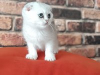 Scottish Fold Dişi Yavru