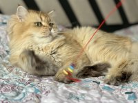 Dişi british longhair