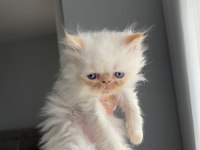 Şecereli Safkan Atadan Persian Yavruşlarımız