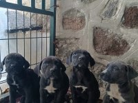 Cane corso yavrular