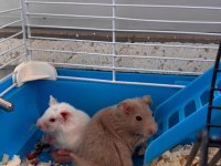 Bir kahve rengi bir süt beyaz 2 adet hamster