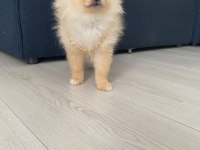 Pomeranian boo 3 aylık