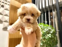 0 Boy Kore Güzeli Maltipoo Lina