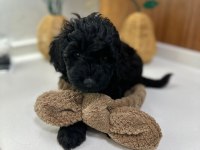 3 AYLIK 1 DİŞİ VE 2 ERKEK POODLE