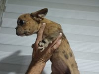 French bulldog yavruları gençlik aşıları tam