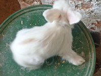 Yavru hollanda lop tavşanı 1 aylık