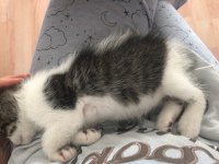 Tekir Akıllı Oyuncu Erkek Yavru Kedimiz