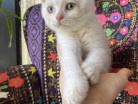 Pamuk gibi yavru british shorthair