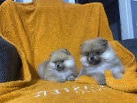 Pomeranian boo yavrularımız teslime hazır