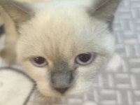BRİTİSH SHORTHAİR KEDİMİZE GÜZEL BİR YUVA ARIYORUZ