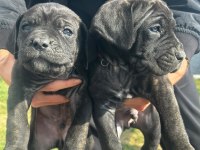 A KALİTE CANE CORSO