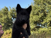 SCR Lİ SOLİD BLACK ÖZEL ALMAN KURDU