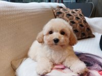 Akıllı Ve Tüy Dökmeyen Karakteriyle Maltipoo Yavrusu